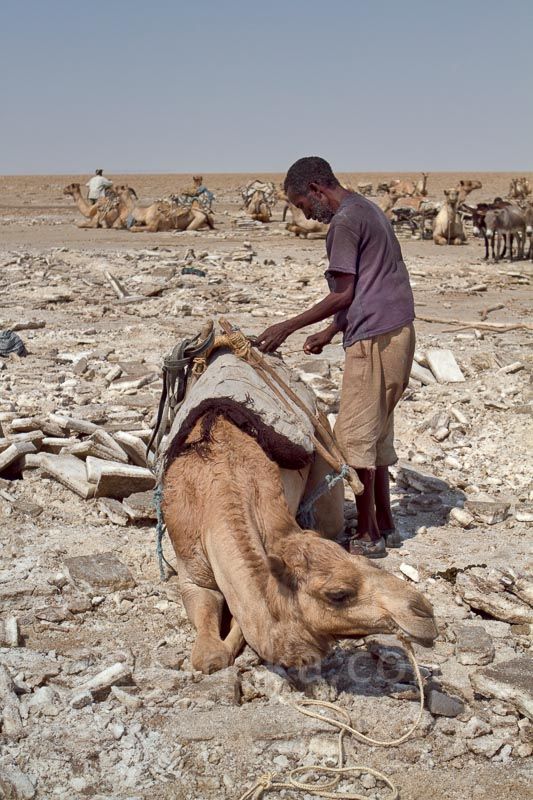 Etiopia1: Karawany solne