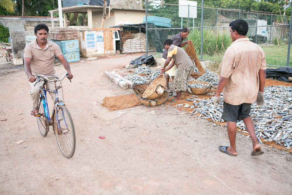Podróże do Azji: Rybacy Negombo