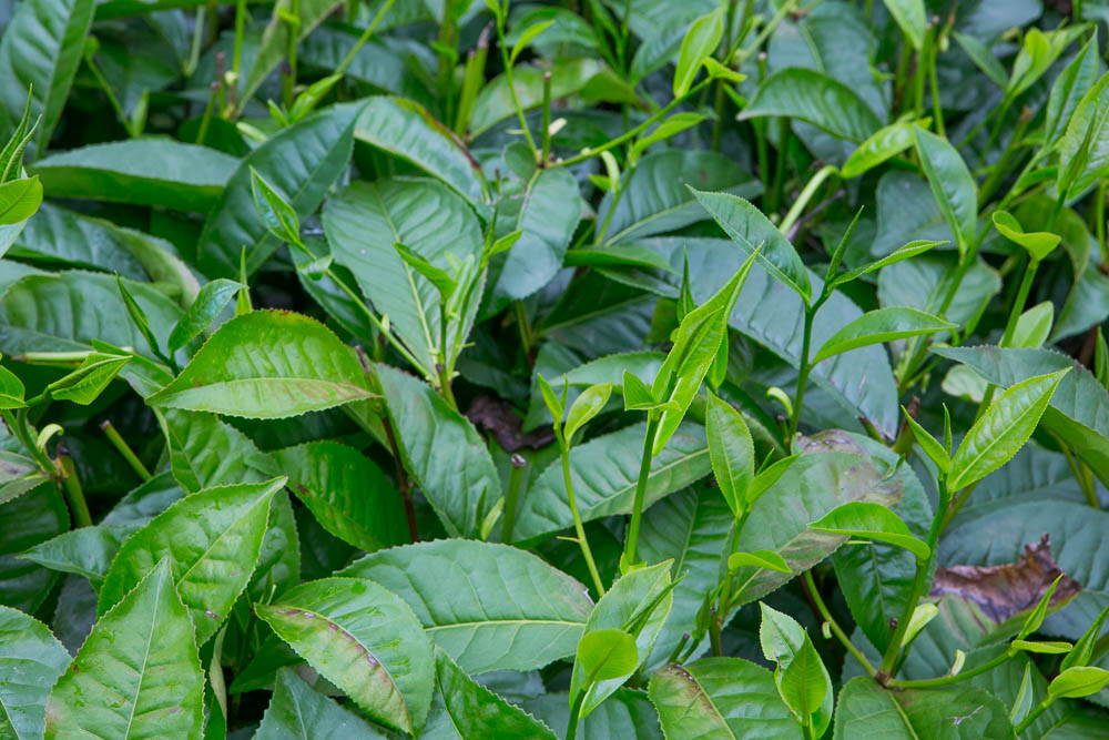 Podróże do Azji: Plantacje herbaty