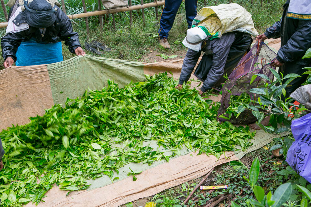 Podróże do Azji: Plantacje herbaty